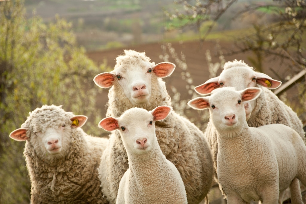 Merino Schafe Herde
