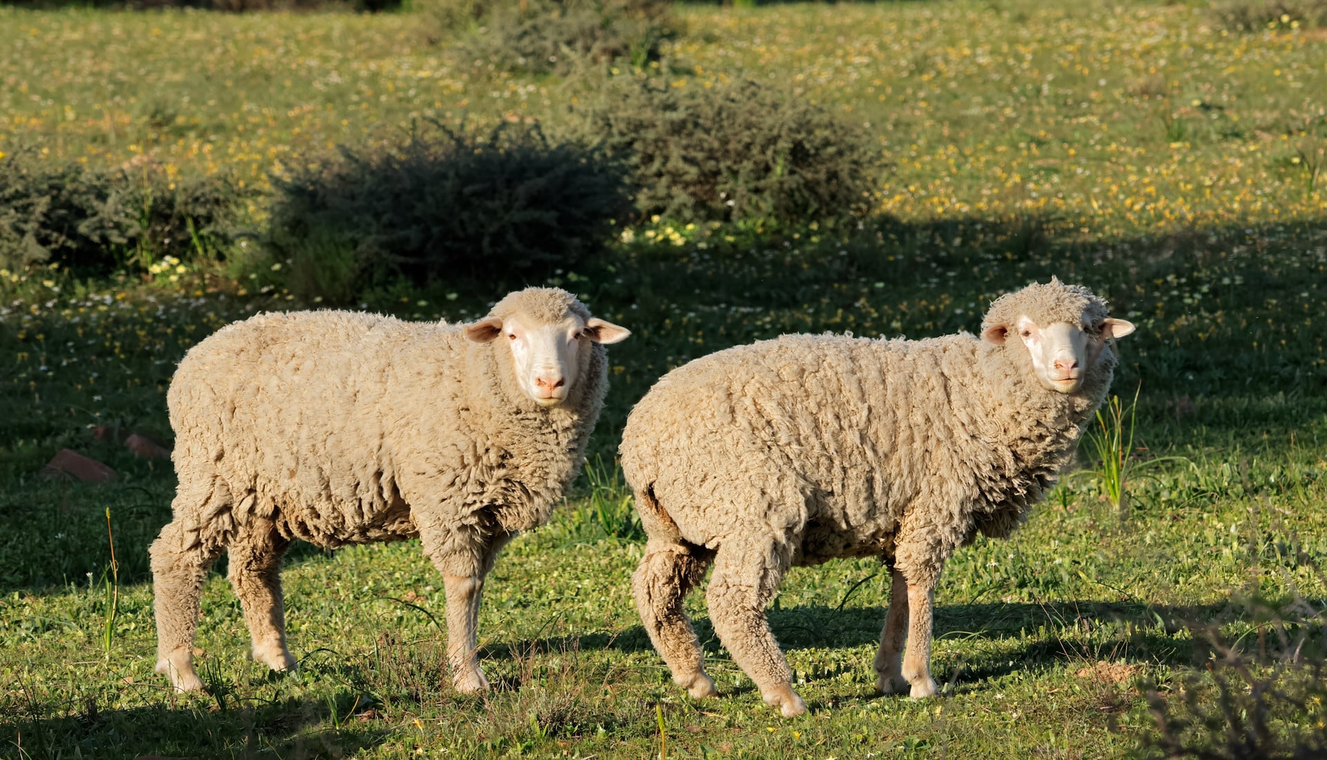 zwei Merino Schafe